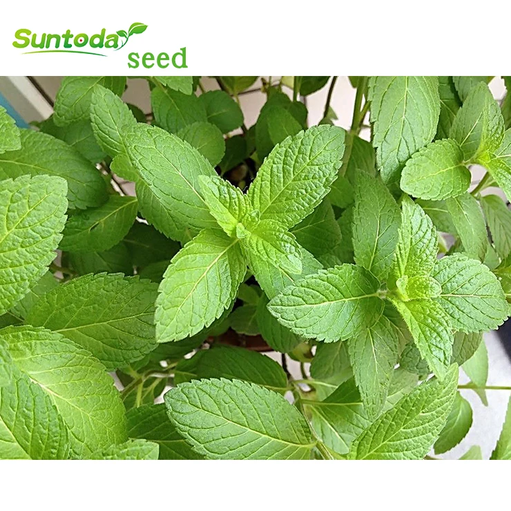 
Asian garden indoesnisa Spearmint lemon mint seeds 100g/bag 