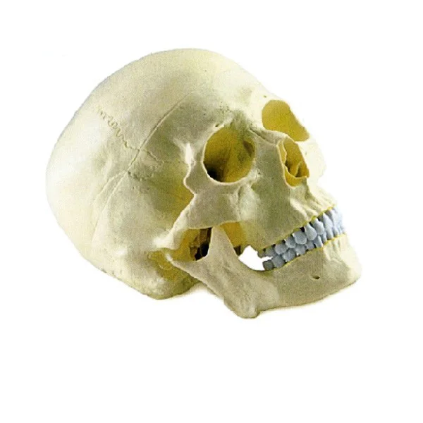 Medical science plastic pvc colored medical anatomical 3d human skull model