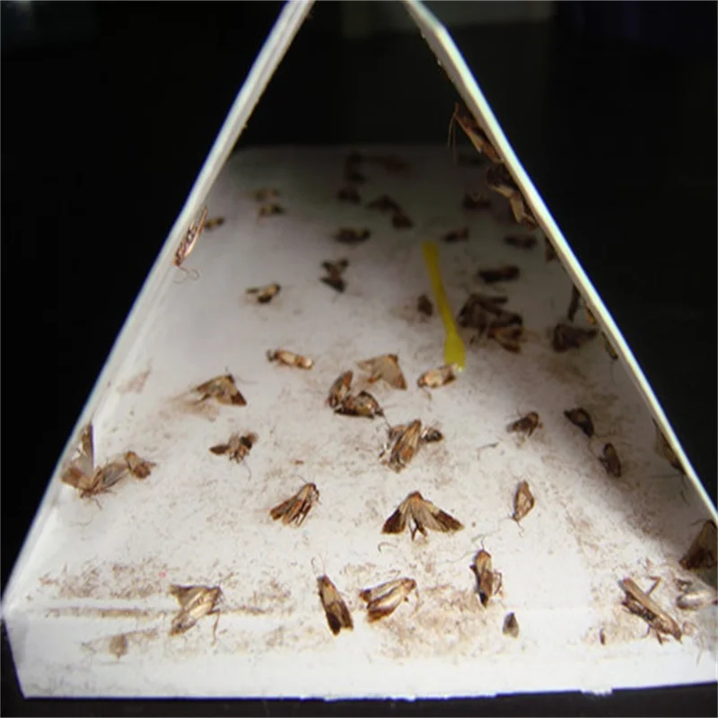 Indian meal moth traps Pantry Moth Traps Pre-baited With Pheromone Attractant