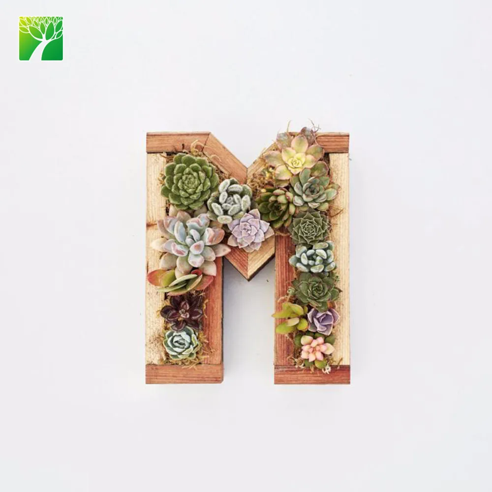 Amazon hot sale beautiful decoration plant redwood small letter kit