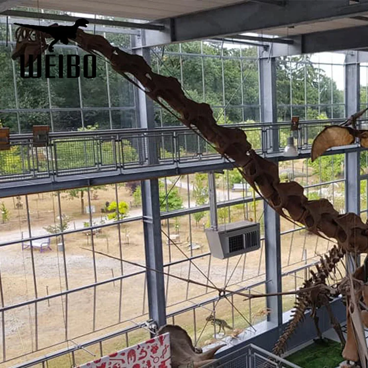 Long neck dinosaur skeleton dinosaur fossil