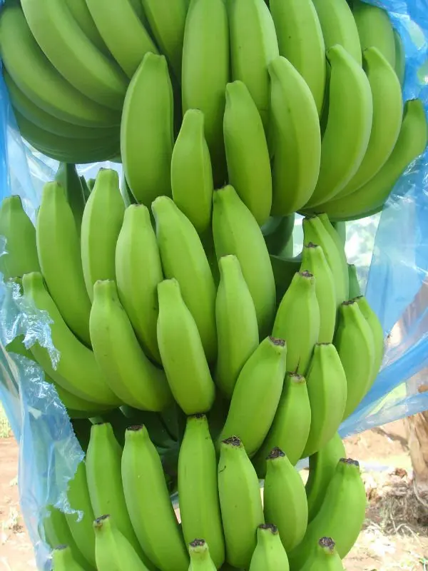 GREEN BANANAS PREMIUM
