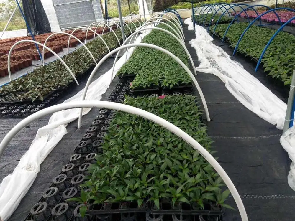 rice seedling tray vegetable plant seedlings trays seed germination incubator 32cells and 72 cells