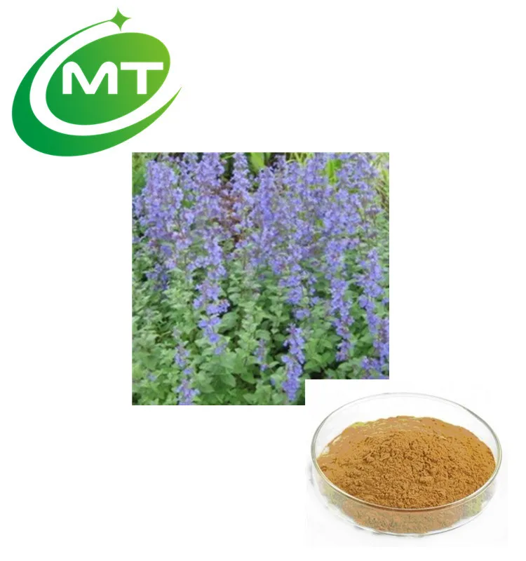 Органический экстракт Nepeta Cataria порошок кошачьей