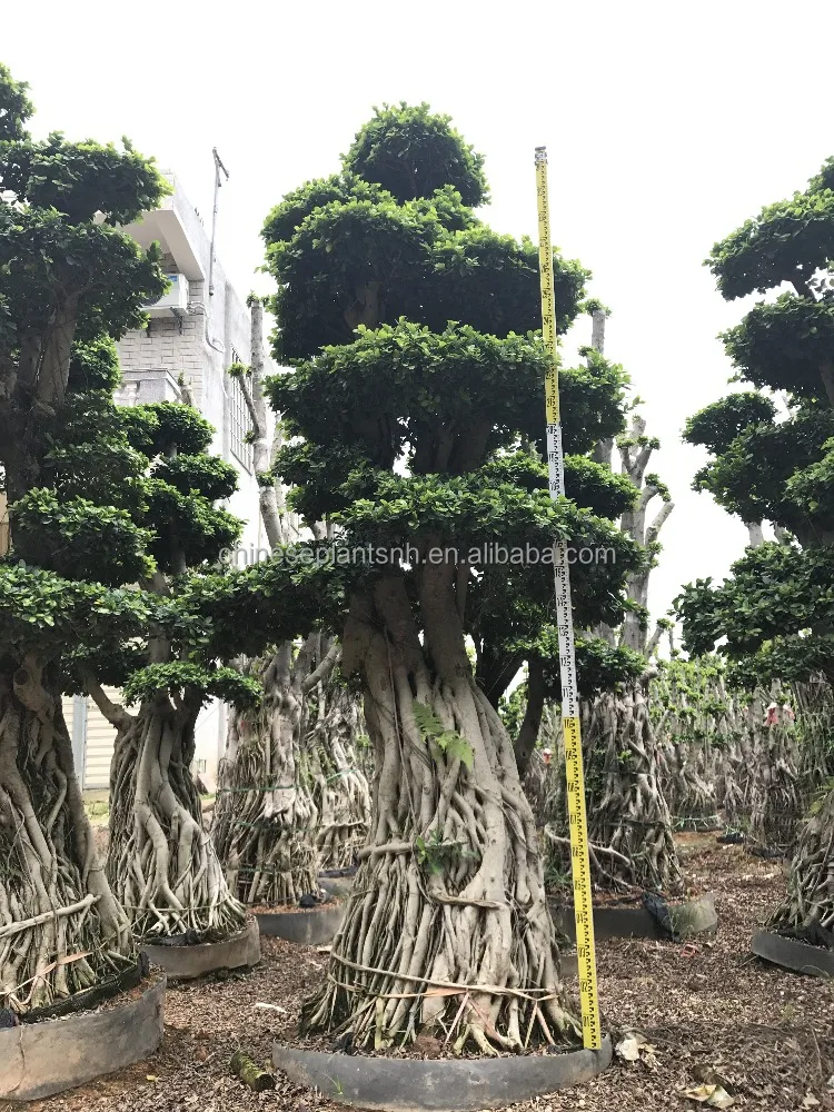 
Ficus microcarpa 8 shape, bonsai trees for outdoor 
