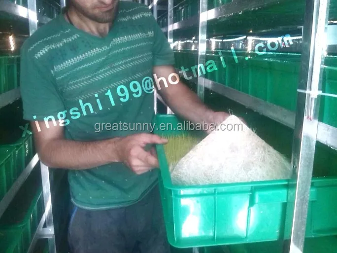 1tons fooder per day container type hydroponic system/fodder grass machine