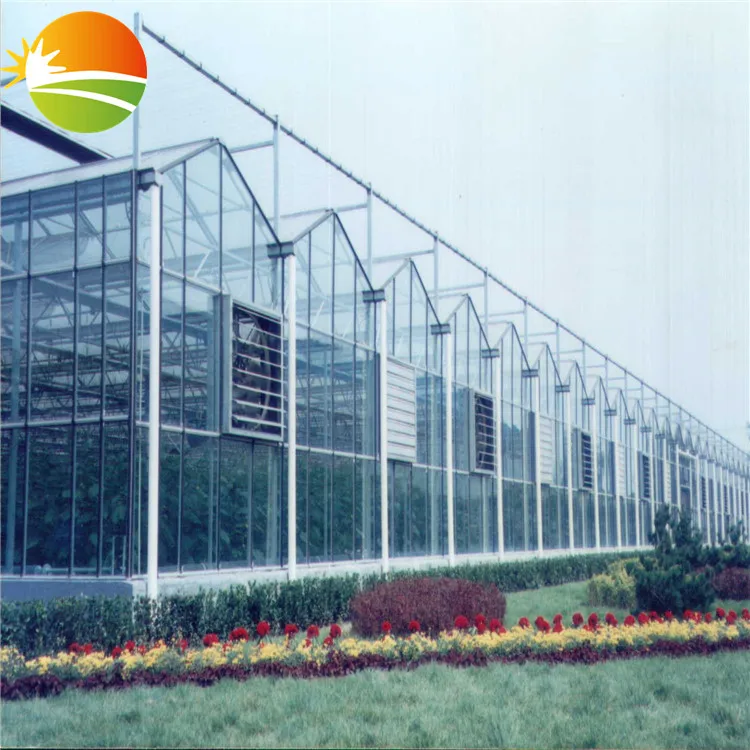 multi span  greenhouse with hydroponic system for tomato plant