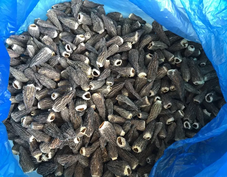 
top quality cheap price dry wild mushroom morchella conica 