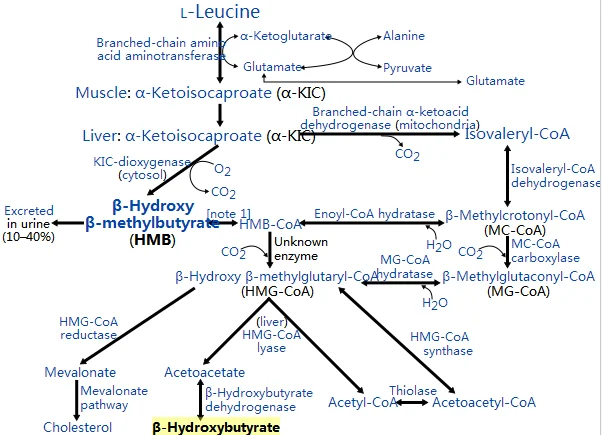 
Sodium BHB salts, Calcium BHB, Magnesium BHB powder 