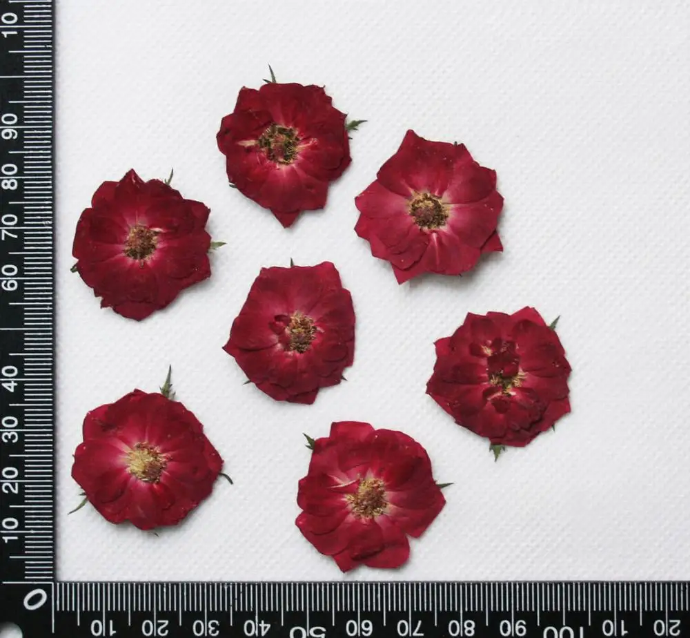 Multi Pressed Dried Flower, Rose, Hydrangea, Babesbreath, Artemisia, Lace Flower