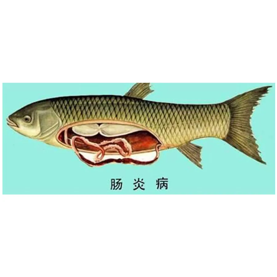 
Herbal Veterinary Medicine Fish or Prawn Medicine Treatment Leukopathia 