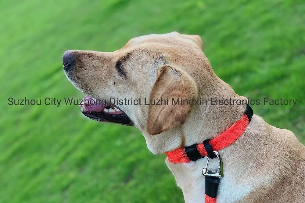 Lightweight PET lead and collar