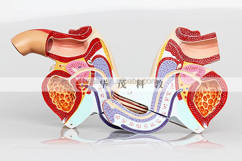 Male Genital Organ model