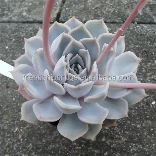 Echeveria Lidia (echeveria fiona) succulent bonsai