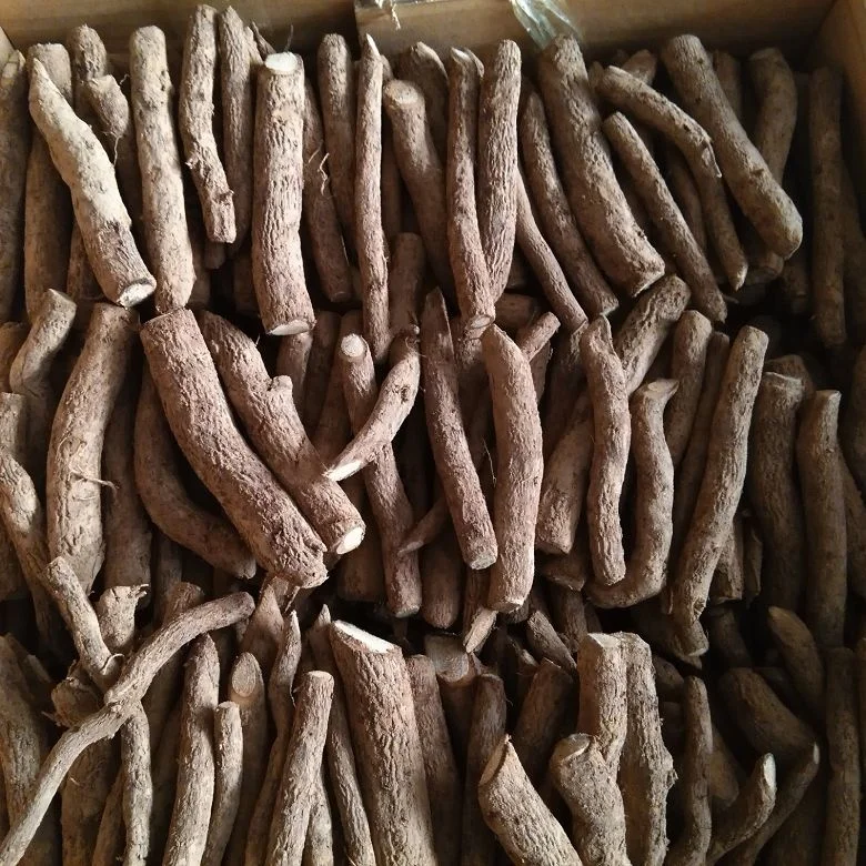 
new fresh fast grow paulownia hybrid 9503 root with phytosanitary certificate 