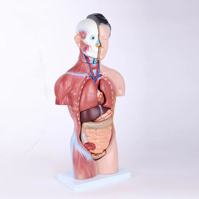 A1046 Medical Educational Toys Science Of Half Body Male Mannequin 23 Parts 45cm Human Teaching Unisex Torso Anatomy Model