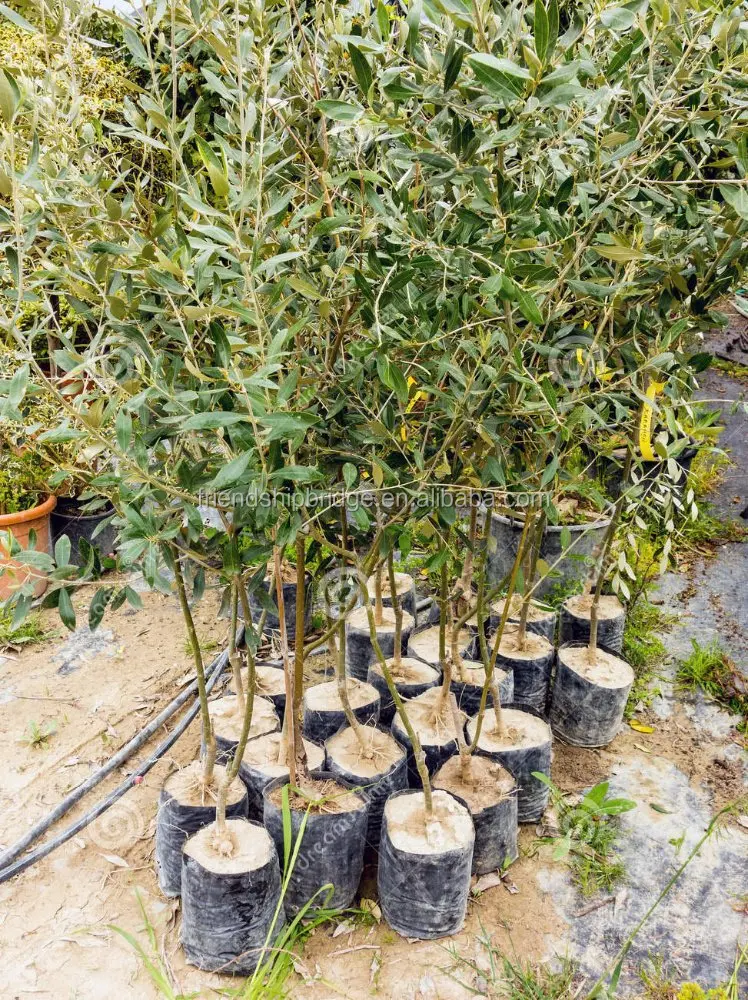 Ornamental natural plant Olive tree