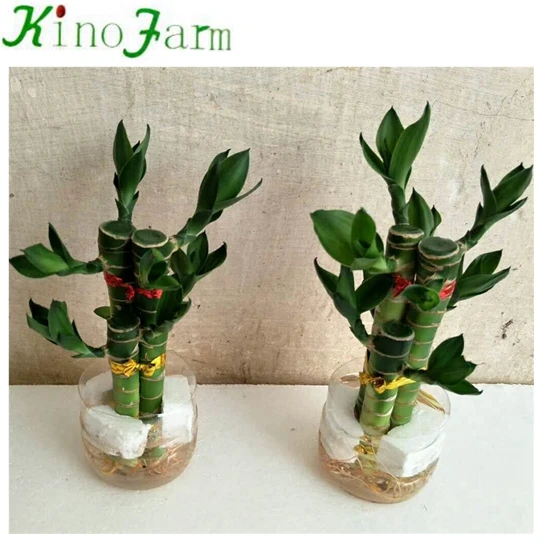 
Lucky Bamboo Wholesale 