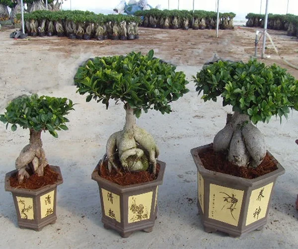
Ficus microcarpa 