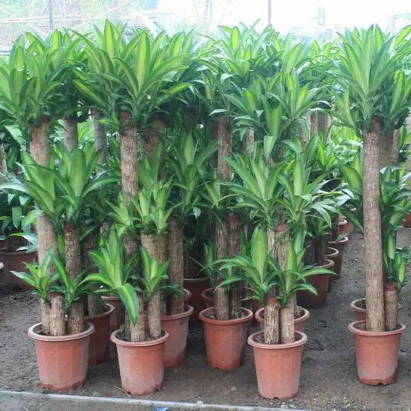 Комнатный ландшафт, декоративное растение, драцена фрагран бонсай