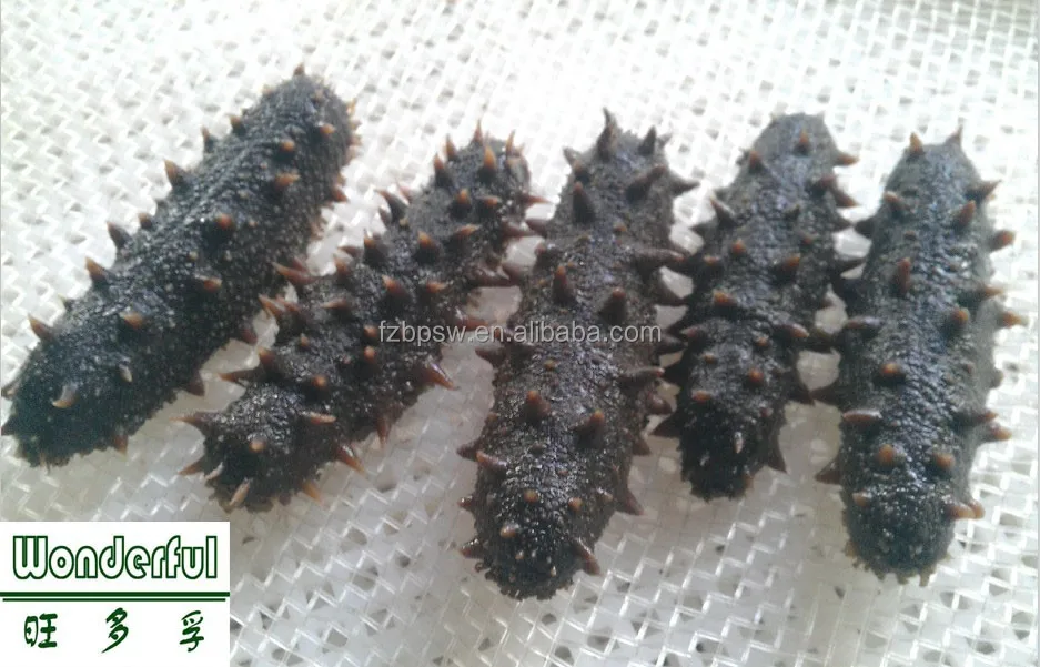 Органический колючий/spiky/spiny / thorny морской огурец, trepang,sea slug оптом