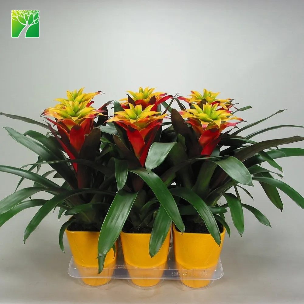Hot sale indoor decoration perennial flower plant tufted airplant Guzmania atilla