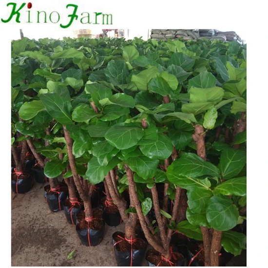 
zhangzhou kinofarm outdoor bonsai ficus lyrata tree 