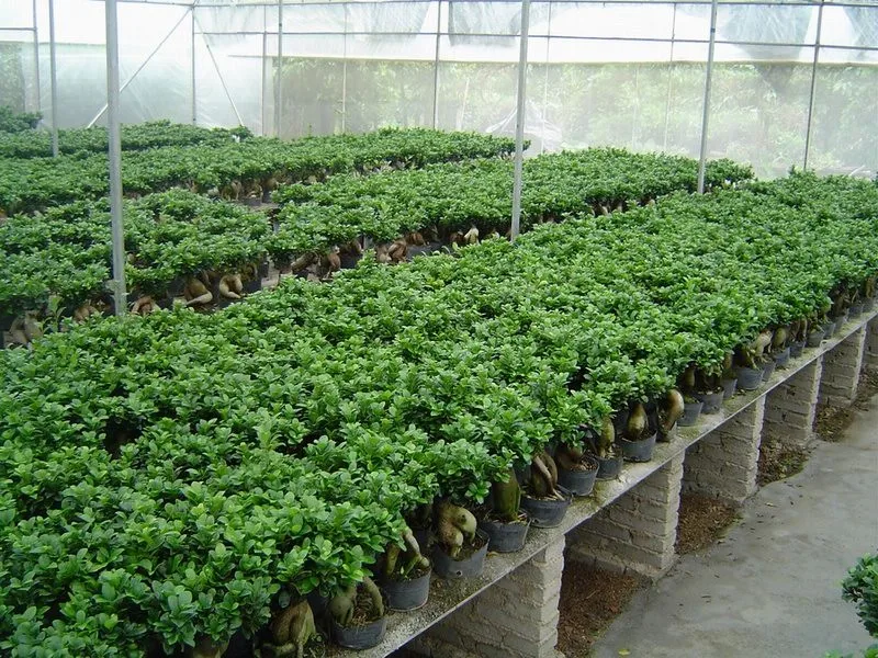 Декоративные растения хорошей формы для дома и улицы, женьшень фикус бонсай