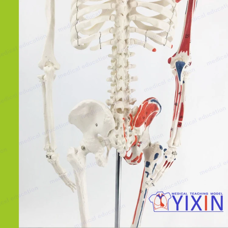 Muscle Anatomy with Movable Skeleton Standard Vertebral Skeleton Bone-setting Acupuncture 85 cm Human Skeletal Model Writing Col
