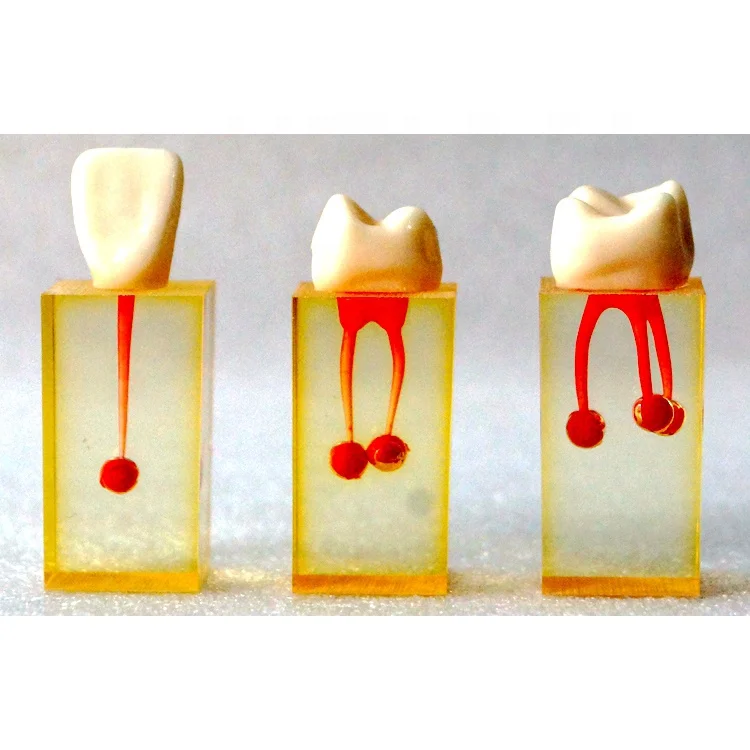 Dental teeth root canal model