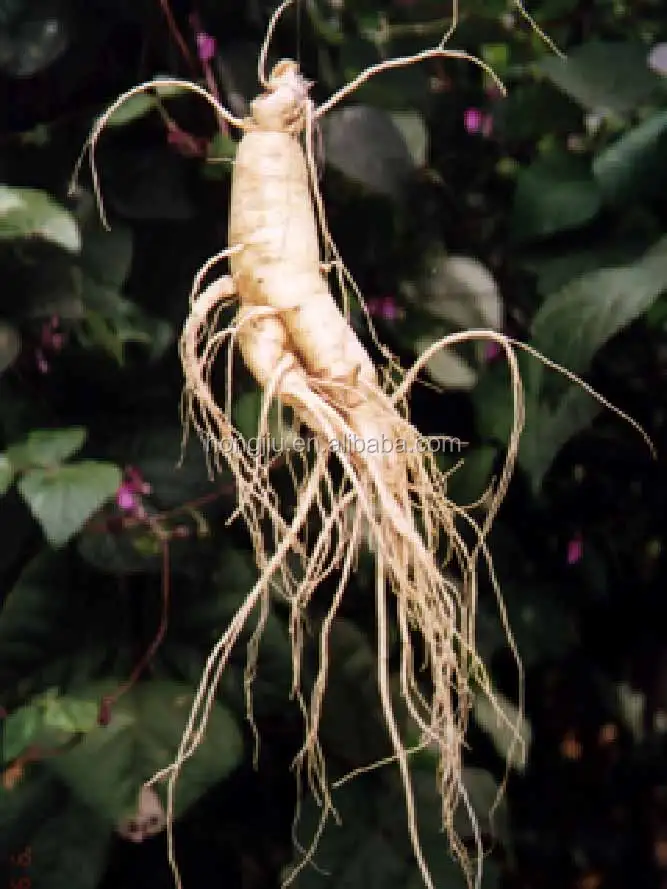 
High quality Extract For nutrition drink Korean Red Ginseng Liquid 