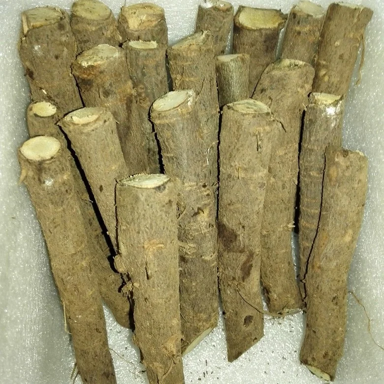 99% purity pao tong fast growing tree seeds paulownia elongata root cutting