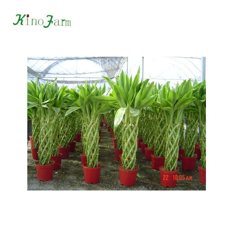 
ornamental indoor lucky bamboo plant nursery 