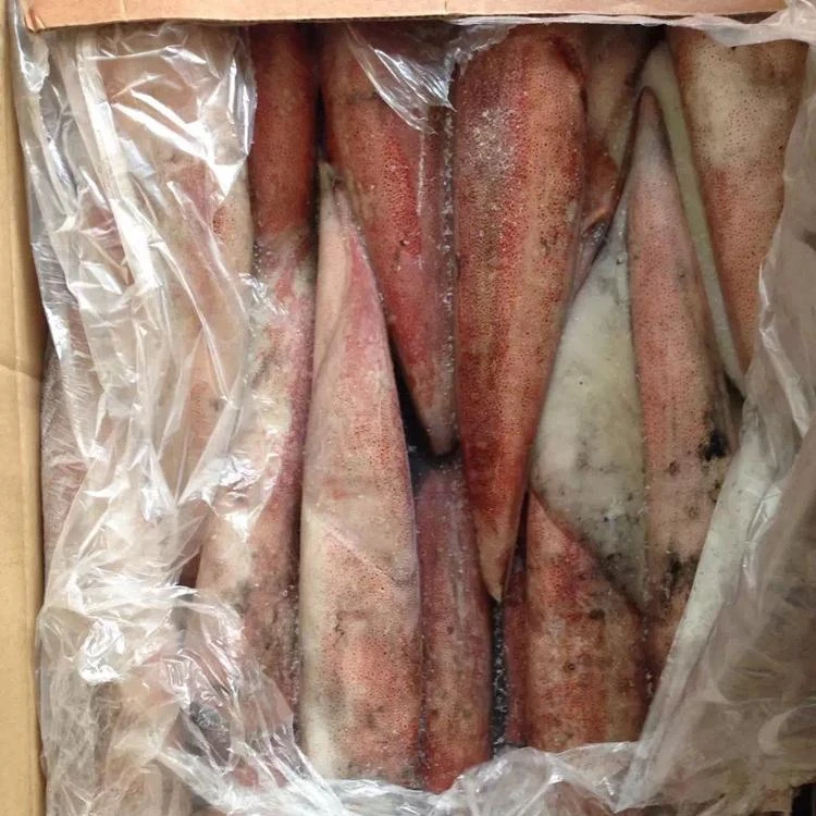 wholesale squid loligo seafood loligo