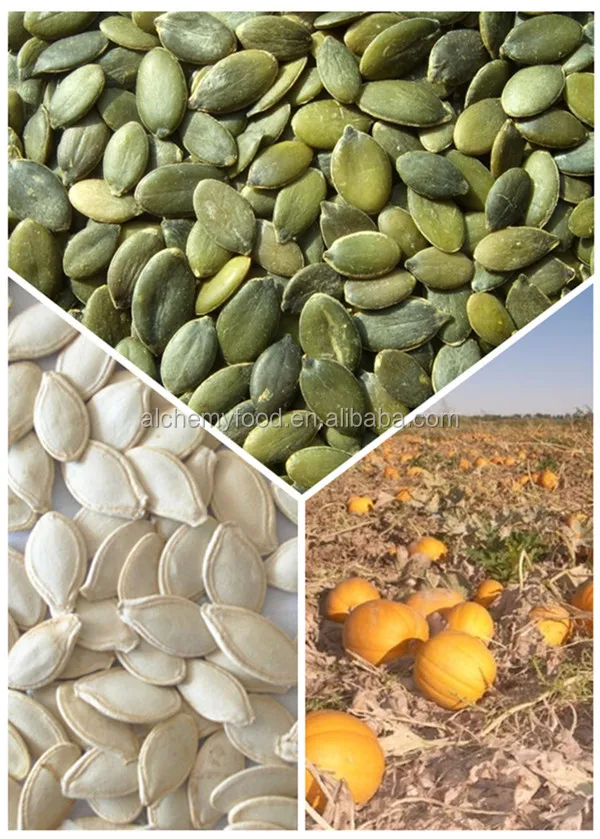 Chinese Pumpkin Seeds Kernel and Pumpkin Seeds with HACCP