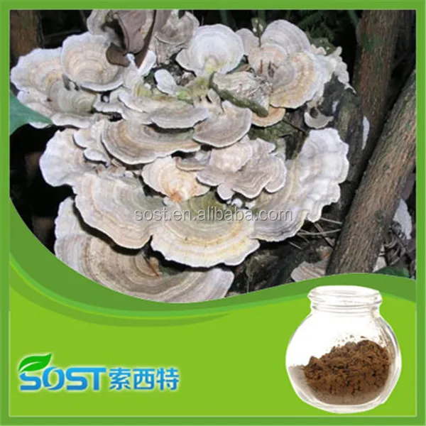 
ISO & GMP Approved Polysaccharide Turkey Tail Mushroom Powder Extract 