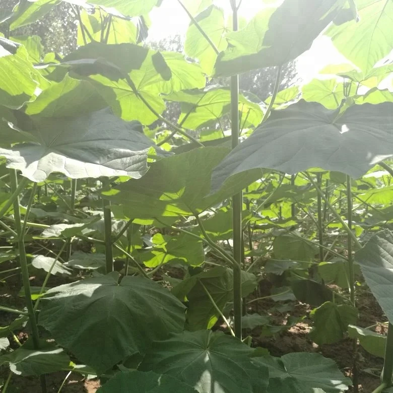 chinese high quality fast growing timber paulownia tomentosa plant for growing