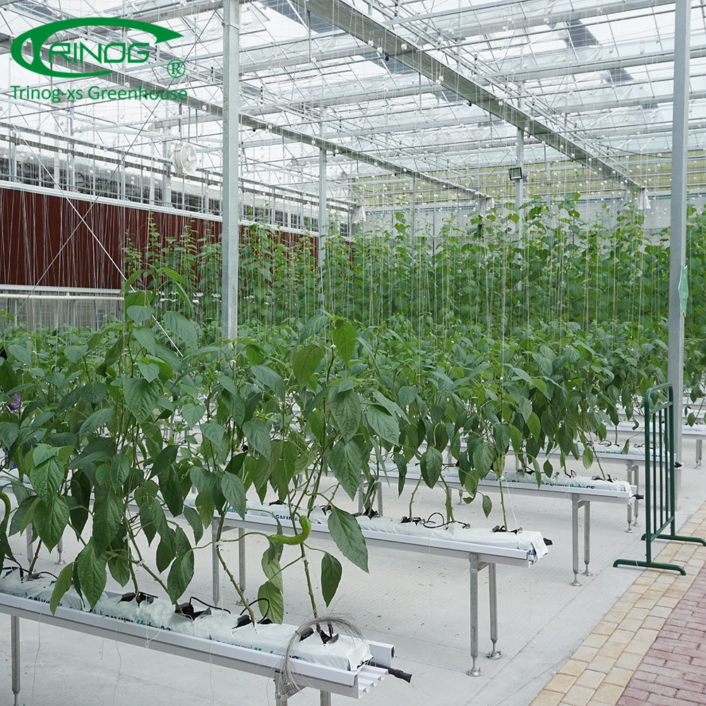 Dutch type glass covered greenhouse hydroponics system for vegetable