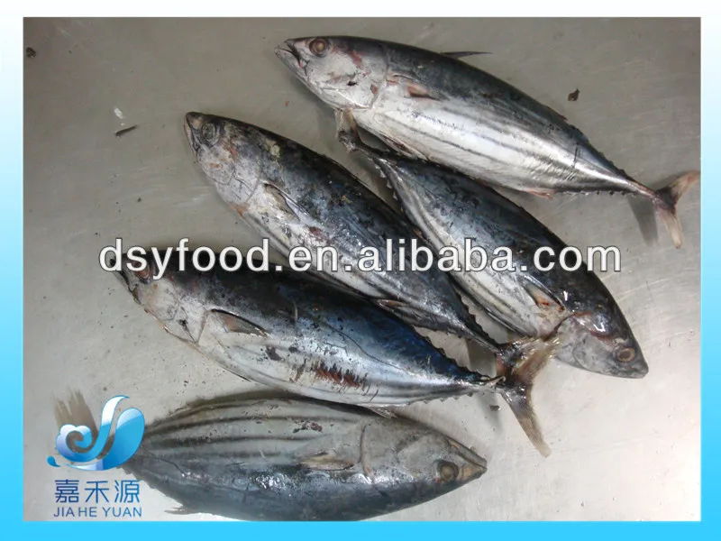 Frozen skipjack tuna whole round