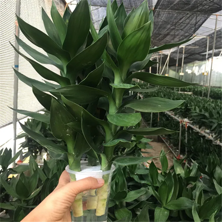 
Lotus Lucky Bamboo Dracaena Sanderiana 