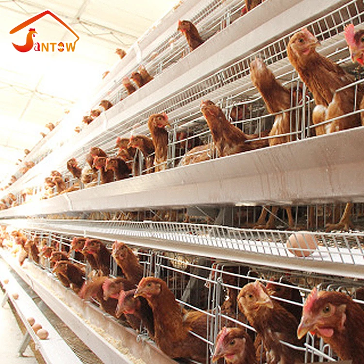 4-Tier Chicken Layer Cage/A Type, 4 Tiers, 128 Birds Chicken Cage with automatic feeding system wholesale chicken cage