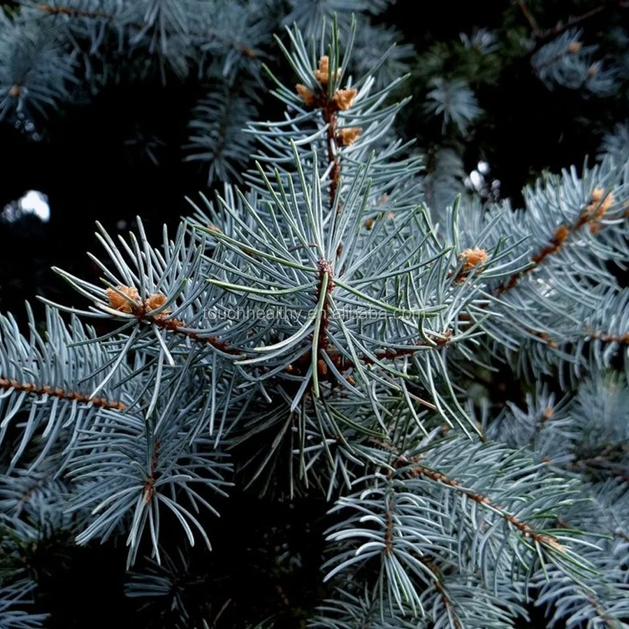 2021 Best quality Himalayan pine seeds