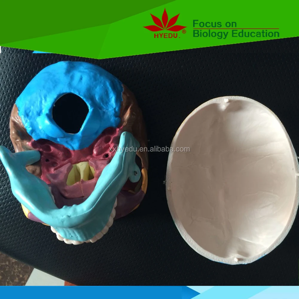 Teaching Resource Colored to Distinguish Different Regions Anatomical Skull Model of Human