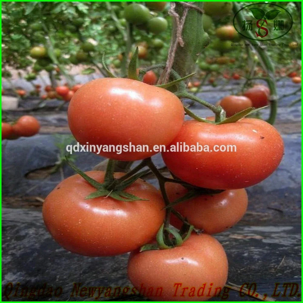 
Export Fresh Sweet And Delicious Tomato Packing In Boxes 
