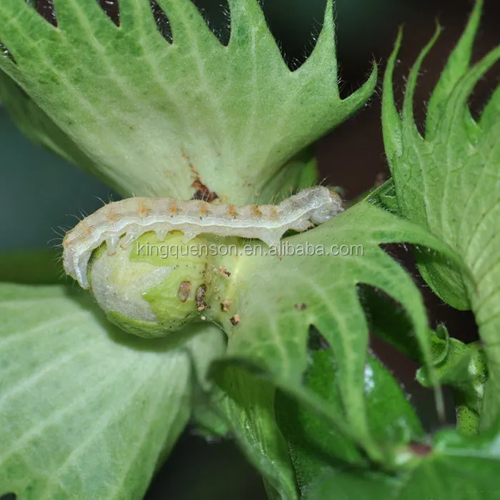 Taktic Amitraz CAS33089-61-1High эффективное убивание хлопка красный паук