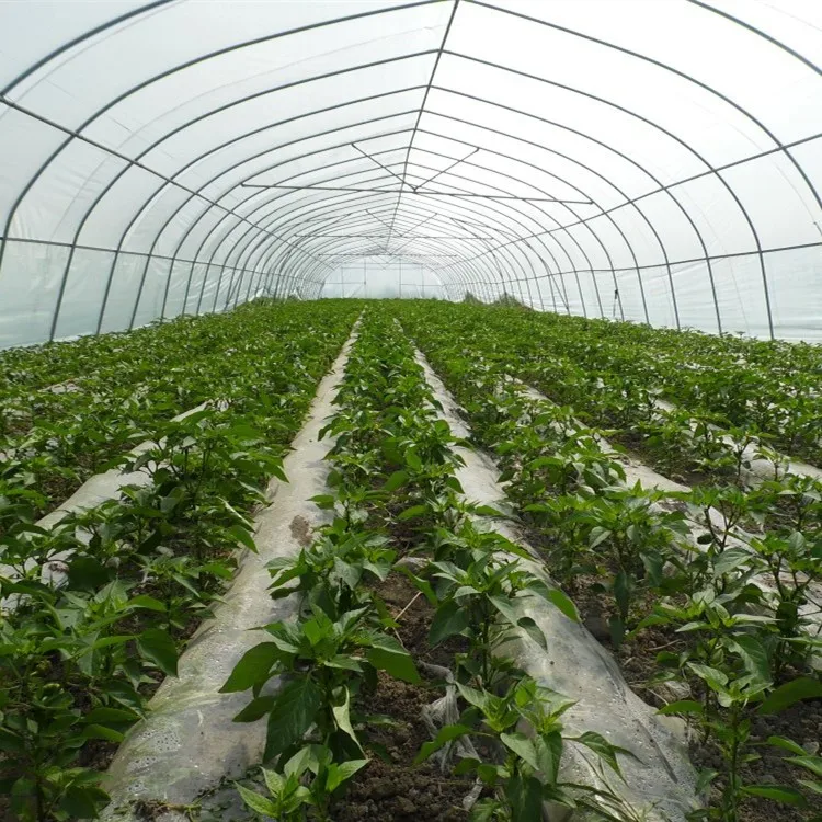 Agricultural Equipment Steel Frame Serre Tunnel Greenhouse