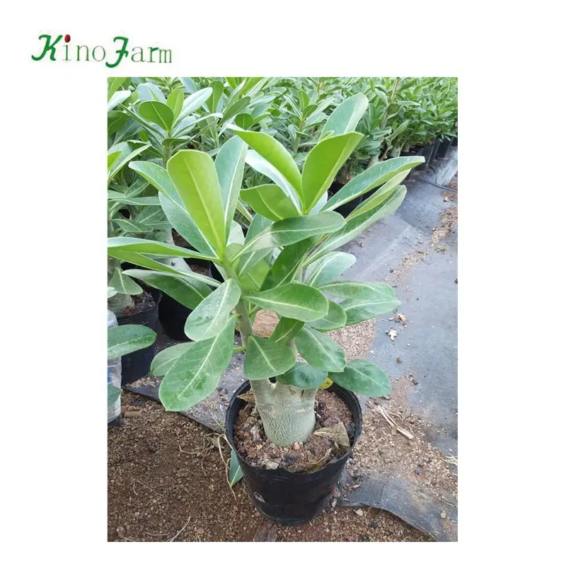 
Adenium arabicum bonsai for sale 