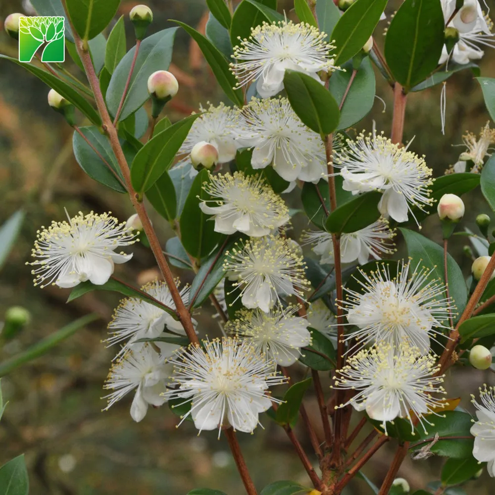 
Wholesale 2.5-5m max height rounded shrub plant shape Myrtus communis Common myrtle 