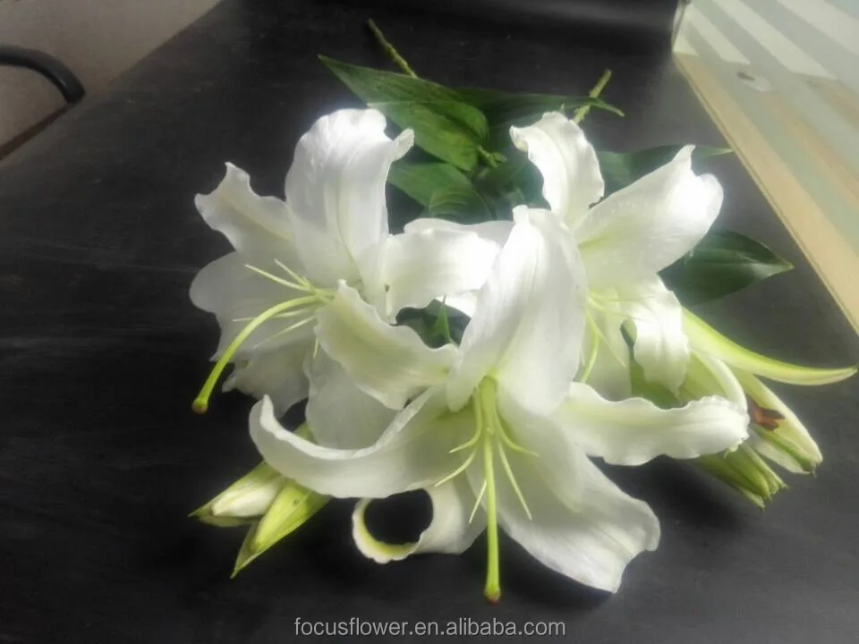 World Class Oriental Siberia Lilies For Sale Yunnan China