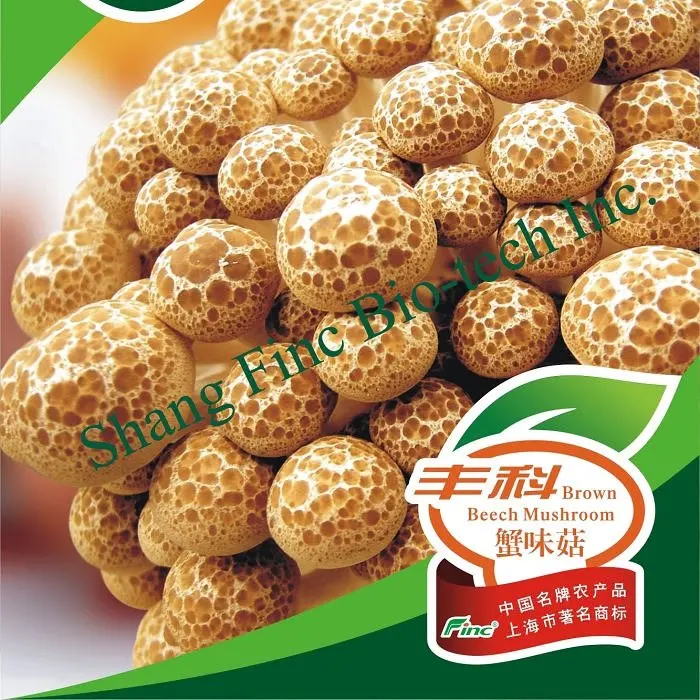 
Finc fresh Soilless Culture button mushroom spawn 